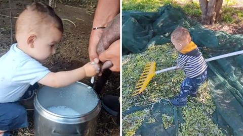 2χρονος... αγρότης από την Κρήτη μαζεύει ελιές και αρμέγει πρόβατα!