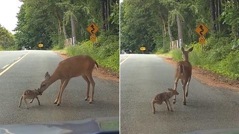 Ελαφίνα σώζει το μωράκι της που έχει παραλύσει από τον φόβο του στη μέση του δρόμου