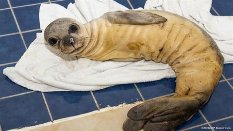 Νεογέννητη φώκια βρέθηκε στη Ρόδο και παλεύει με νύχια και με δόντια για τη ζωή της 
