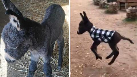 Το ορφανό γαϊδουράκι που βρέθηκε στο Κορωπί είναι καλά - τρώει, παίζει και χαίρεται!