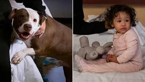 Μωράκι 1 έτους σώθηκε από πυρκαγιά χάρη στο σκυλάκι του!