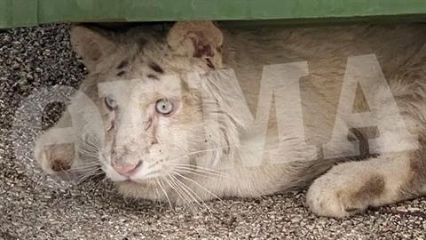 Μωρό τιγράκι βρέθηκε εγκαταλελειμμένο στα σκουπίδια του Αττικού Ζωολογικού Πάρκου