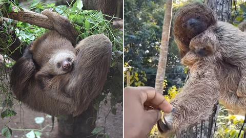 Άντρας σώζει μωρό βραδυποδάκι και η μαμά του τον ευχαριστεί με... χειραψία!