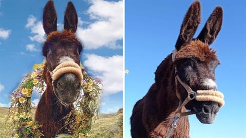 Σαντορίνη: έκαναν ευθανασία σε γαϊδουράκι που ανεβοκατέβαινε σκαλιά με παραμορφωμένο πόδι