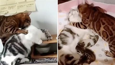 Αυτός ο γάτος είναι ο... καλύτερος σύντροφος και πατέρας!