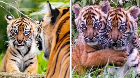 Γεννήθηκαν δίδυμα τιγράκια σπάνιου είδους, όμορφα σαν λούτρινα!
