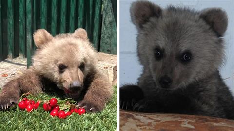 Ο Θωμάς, το ορφανό αρκουδάκι που σώθηκε από τον Αρκτούρο, επιστρέφει στη φύση!
