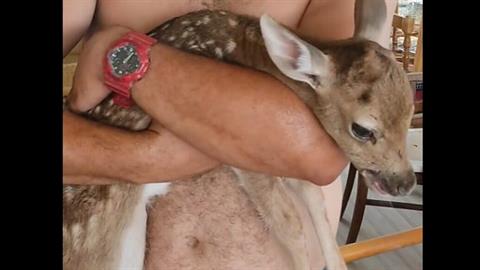 Ρόδος: εθελοντές έσωσαν ελαφάκι που γεννήθηκε μέσα στις φλόγες