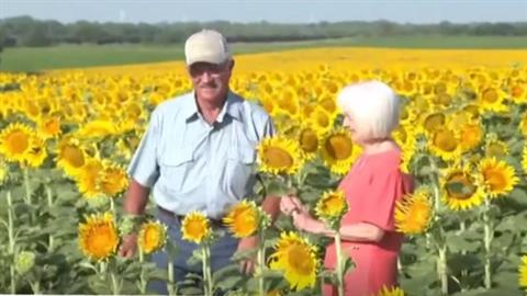 Της έκανε το καλύτερο δώρο επετείου: φύτεψε ένα τεράστιο χωράφι με ηλιοτρόπια!