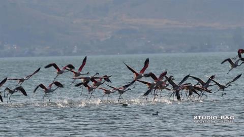 Το Ναύπλιο γέμισε ροζ φλαμίνγκο και έγινε ακόμα πιο όμορφο!