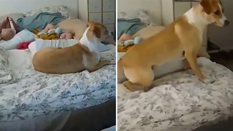 Σκυλάκι-ήρωας προστατεύει δίδυμα μωράκια κατά τη διάρκεια σεισμού!