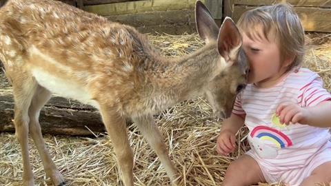 Ορφανό ελαφάκι και μωρό 11 μηνών έγιναν οι καλύτεροι φίλοι! 