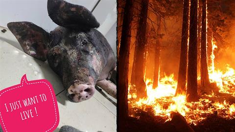 Φωτιά στην Πάρνηθα: ο Flame το γουρουνάκι τα κατάφερε και επέζησε!