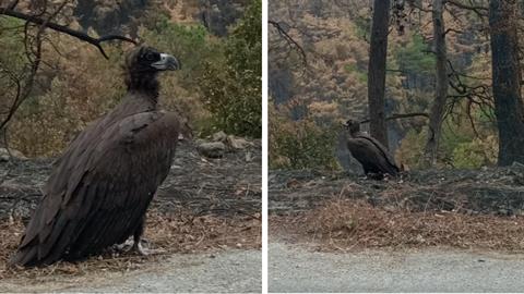 2 μαυρόγυπες στον Έβρο ψάχνουν τις φωλιές τους στο καμένο δάσος
