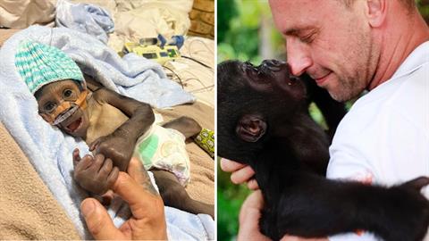 Γοριλάκι συμπεριφέρεται στον φύλακα που του έσωσε τη ζωή σαν να ήταν μπαμπάς του!