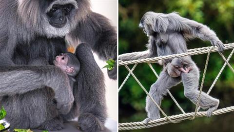 Νεογέννητο πιθηκάκι δεν ξεκολλάει από την αγκαλιά της μαμάς του και είναι αξιολάτρευτο!