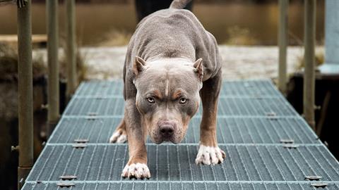 Στο χειρουργείο 11χρονος που του επιτέθηκε σκύλος - τον δάγκωσε στο κεφάλι