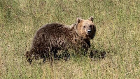 Αρκουδίτσα που είχε τραυματιστεί σε τροχαίο έγινε καλά και επέστρεψε στο δάσος! 