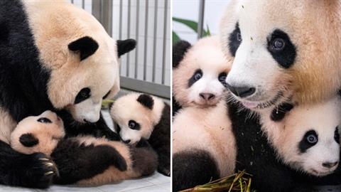 Πρόωρα πάντα κέρδισαν τη μάχη με τη ζωή και γύρισαν στην αγκαλιά της μαμάς τους 