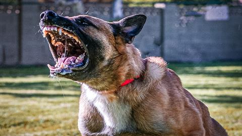 Βελεστίνο: αδέσποτος σκύλος δάγκωσε 4χρονη στο κεφάλι
