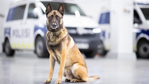 Σκύλος έσωσε παιδί που είχε καταπλακωθεί από χιονοστιβάδα!