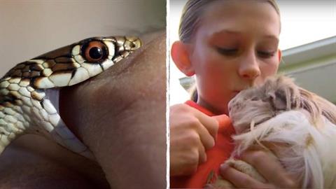 12χρονη στραγγάλισε με τα χέρια της φίδι που επιτέθηκε στο κατοικίδιό της! 