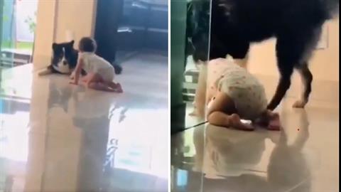 Σκύλος έσωσε μωράκι - το έπιασε λίγο πριν πέσει από τις σκάλες!