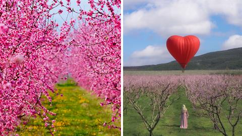 Το αερόστατο της αγάπης υψώθηκε πάνω από τις ανθισμένες ροδακινιές στη Βέροια