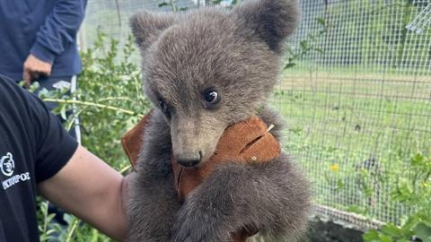 Ζευγάρι στην Κοζάνη έσωσε ορφανό αρκουδάκι που βρήκε καταφύγιο στην αυλή του