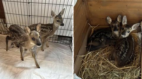 Βρέθηκαν τραυματισμένα 2 ορφανά ζαρκαδάκια - τα περιθάλπουν στην Καστοριά