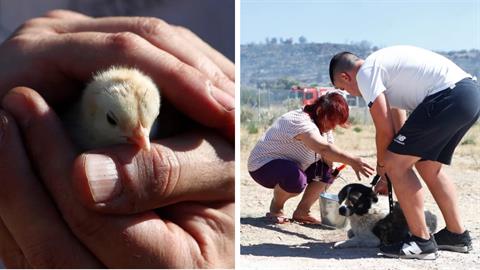 Φωτιά στη Βάρης-Κορωπίου: κάτοικοι σώζουν ζώα από το πύρινο μέτωπο
