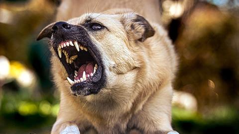 Αδέσποτο σκυλί δάγκωσε μικρό παιδί σε παιδική χαρά της Λάρισας