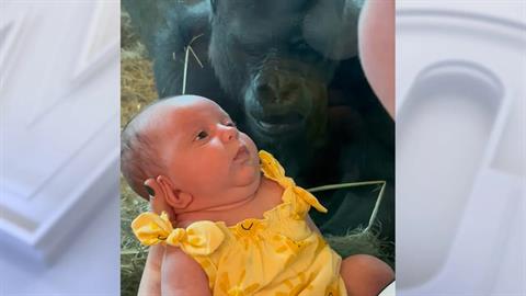 Γορίλας σκύβει και φιλάει νεογέννητο μωράκι μέσα από το τζάμι ζωολογικού κήπου