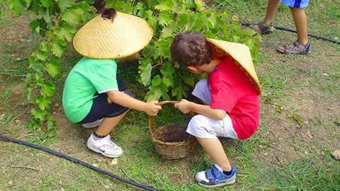 Βιωματικό Πρόγραμμα ΤΡΥΓΟΠΑΤΙ για παιδιά: ο τρύγος ξεκινάει στο πολιτιστικό πάρκο στην Κερατέα