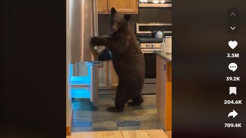 Ούτε σε... θρίλερ: πήγε βράδυ στην κουζίνα και βρήκε αρκούδα να ψάχνει φαγητό! 