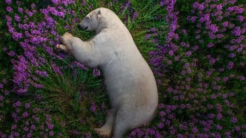 Η πιο όμορφη εικόνα της ημέρας: πολική αρκούδα κοιμάται σε χωράφι με λουλούδια