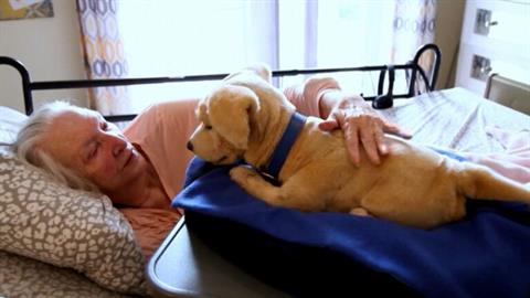 Έφτιαξαν κουταβάκι - ρομπότ για να κρατάει συντροφιά σε ηλικιωμένους με άνοια 