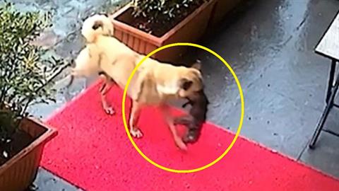 Απίστευτο: σκυλίτσα μετέφερε το άρρωστο κουτάβι της στον κτηνίατρο και το έσωσε!