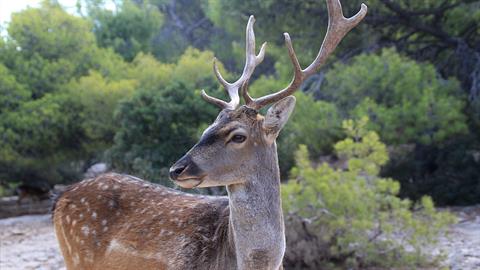 Κερκίνη: λαθροκυνηγός πυροβόλησε και σκότωσε ελαφίνα που κυοφορούσε