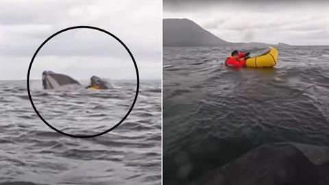 Φάλαινα κατάπιε νεαρό και τον «έφτυσε» σώο και αβλαβή