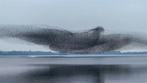 Το πιο εντυπωσιακό «κλικ»: ψαρόνια πετούν σε σχηματισμό πουλιού!