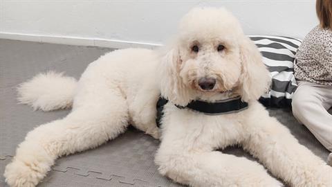 Αυτός είναι ο Βαγγέλης, ο σκύλος θεραπευτής που βοηθάει ασθενείς στο Αιγινήτειο