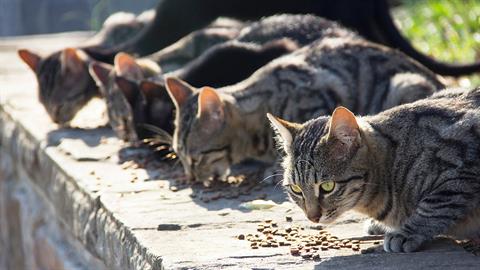 Φρίκη στη Θεσσαλονίκη: άγνωστος δηλητηρίασε 16 γάτες!