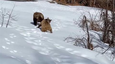 Οι αρκούδες του Νυμφαίου ξύπνησαν και έχουν όρεξη… για παιχνίδι!