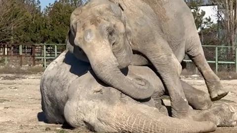 Ελεφαντίνα θρηνεί τον χαμό της επί 25 χρόνια φίλης της - την αποχαιρετούσε για ώρες!