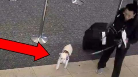 Απαγόρευσαν σε γυναίκα να πάρει τον σκύλο της σε πτήση και τον σκότωσε στο μπάνιο του αεροδρομίου!