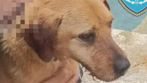 Διάσωση σκυλίτσας στη Ραφήνα: την τράβηξαν από τη θάλασσα και σώθηκε τελευταία στιγμή