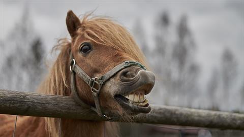 Άλογο δάγκωσε 8χρονο μαθητή στο πρόσωπο σε σχολική εκδρομή