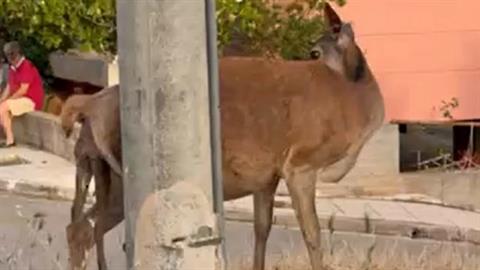 Ετοιμόγεννη ελαφίνα περιπλανιόταν στην οδό Φυλής - προσπαθούσε ώρες να γεννήσει!