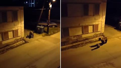 Κοζάνη: αρκούδα και το αρκουδάκι της έχουν γίνει μόνιμοι κάτοικοι χωριού!